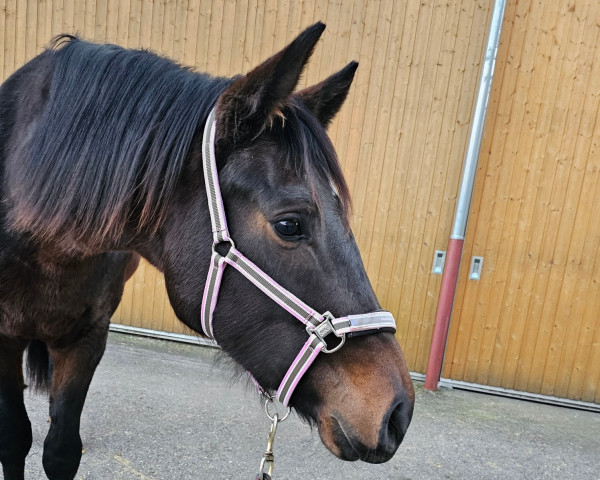 Pferd Vintage Rose (Deutsches Sportpferd, 2021, von DSP VA Bene)