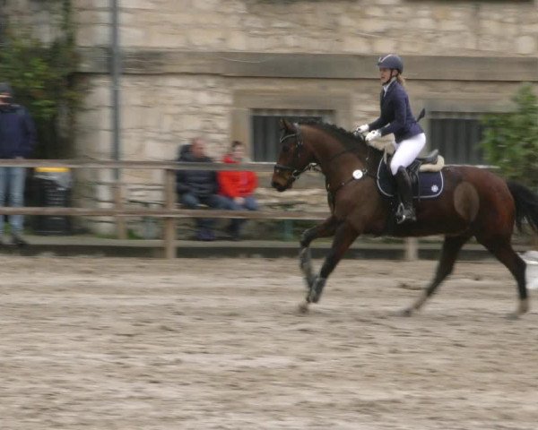 Reitturnier Hildesheim-Steuerwald 2024