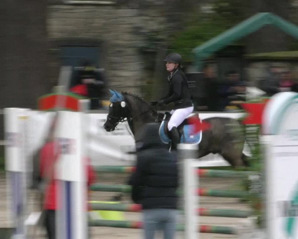 Reitturnier Hildesheim-Steuerwald 2024