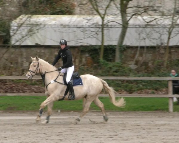 Reitturnier Hildesheim-Steuerwald 2024