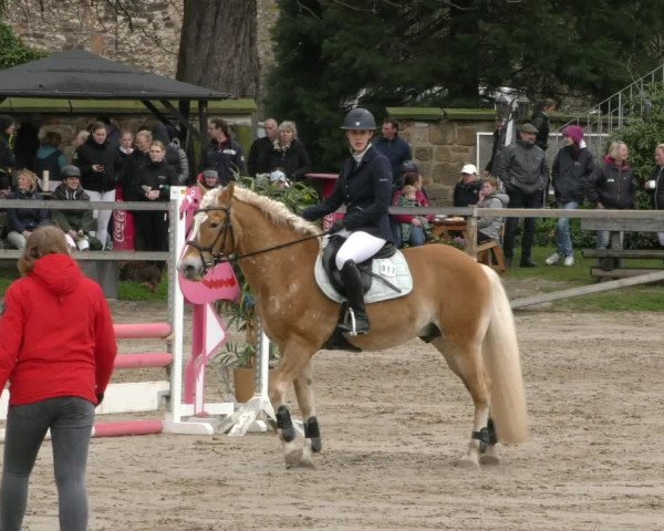 Reitturnier Hildesheim-Steuerwald 2024