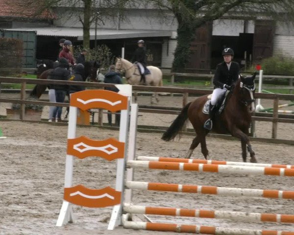 Reitturnier Hildesheim-Steuerwald 2024