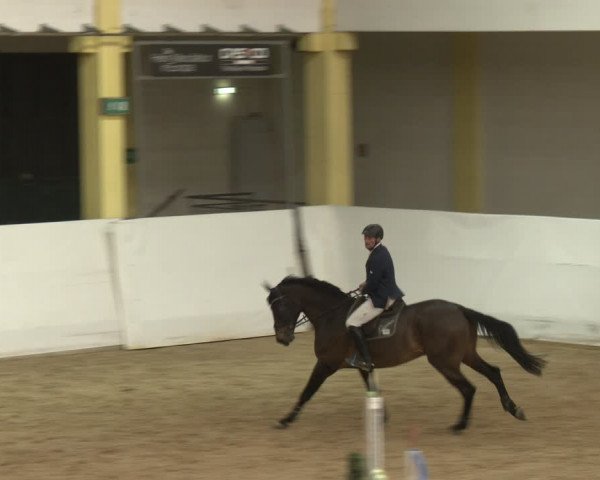 Reitturnier Stadl-Paura 2024