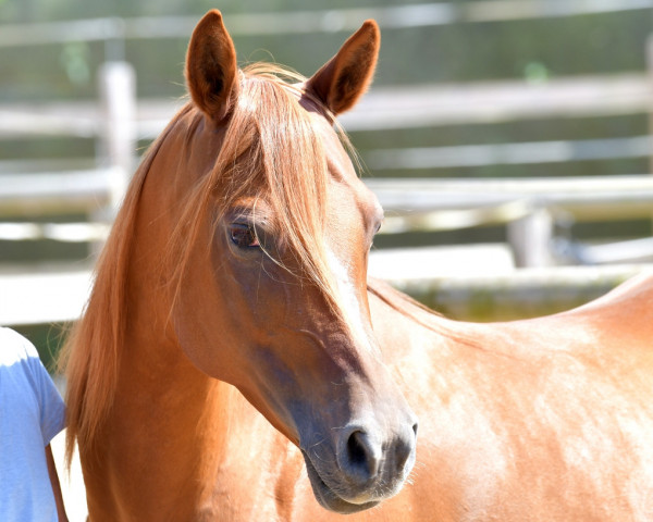 horse Mona Lisa CS OX (Arabian purebred, 2013, from Damaskus ox)