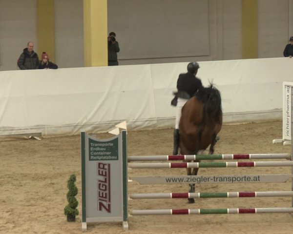 Reitturnier Stadl-Paura 2024
