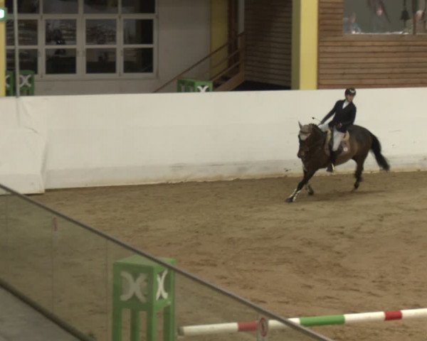 Reitturnier Stadl-Paura 2024