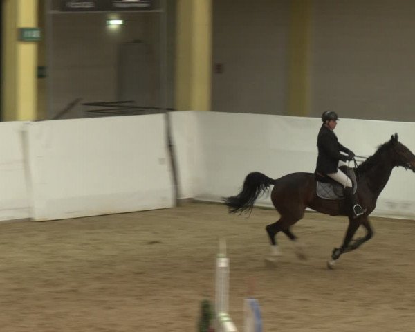 Reitturnier Stadl-Paura 2024