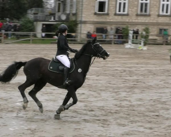 Reitturnier Hildesheim-Steuerwald 2024