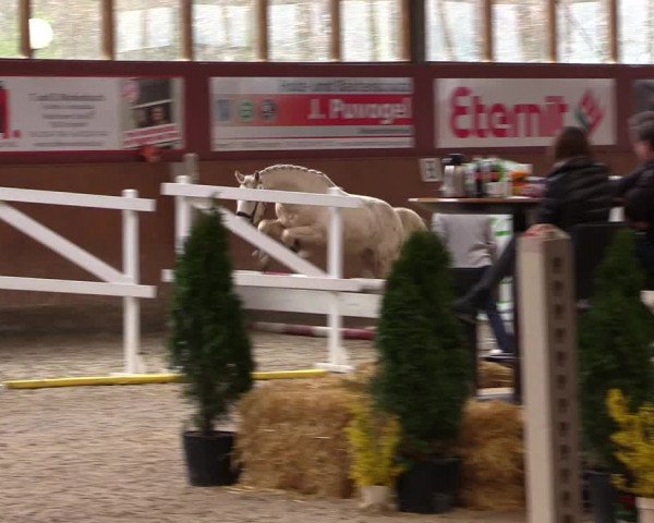 Freispringwettbewerb Ennigerloh 2024
