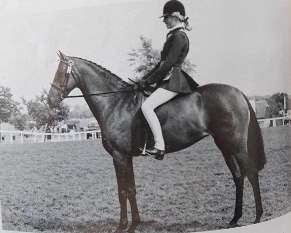 horse Langshot Tittle Tattle (British Riding Pony, 1986, from Glenfield Hill Cottage) horse Langshot Tittle Tattle (British Riding Pony, 1986, from Glenfield Hill Cottage)