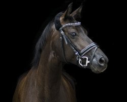 Dressurpferd Belle Petite Amie (Oldenburger, 2012, von Bretton Woods)