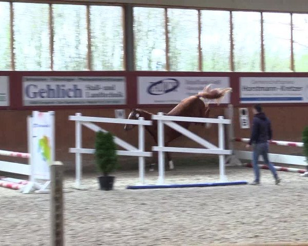 Freispringwettbewerb Ennigerloh 2024