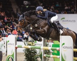 Springpferd Quickstep WL (Oldenburger, 2012, von Quintender 2)