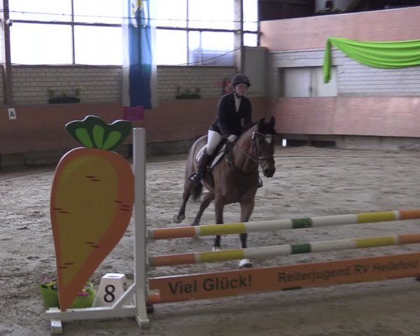 Reitturnier Hellefeld 2024