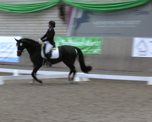 Reitturnier Leverkusen-Rheindorf 2024