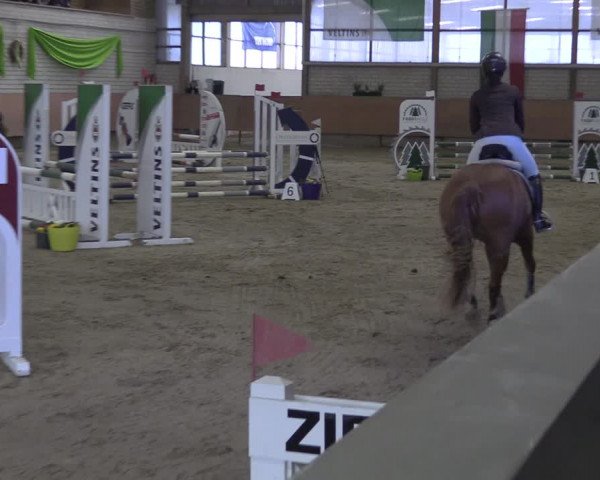 Reitturnier Hellefeld 2024