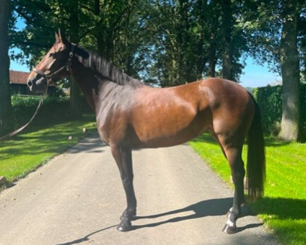 jumper Jade de Bory (Selle Français, 2019, from Pimm's du Coty)