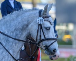jumper Grove Lisanna (Connemara Pony, 2016, from Lishaan Squire)