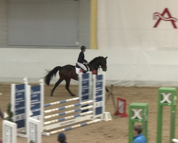 Reitturnier Stadl-Paura 2024
