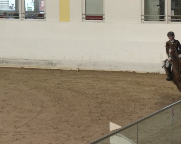 Reitturnier Stadl-Paura 2024