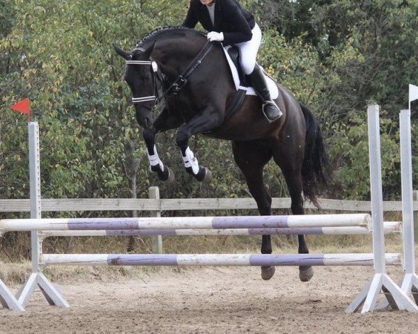 dressage horse Scarlett 722 (Mecklenburg, 2014, from Swarovski)