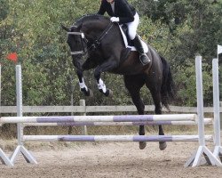 dressage horse Scarlett 722 (Mecklenburg, 2014, from Swarovski)