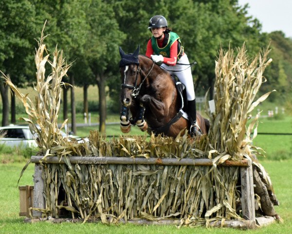 eventing horse Djumet-Nisa (Akhal-Teke, 2015, from Meot-Nisa)