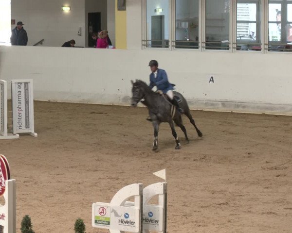 Reitturnier Stadl-Paura 2024
