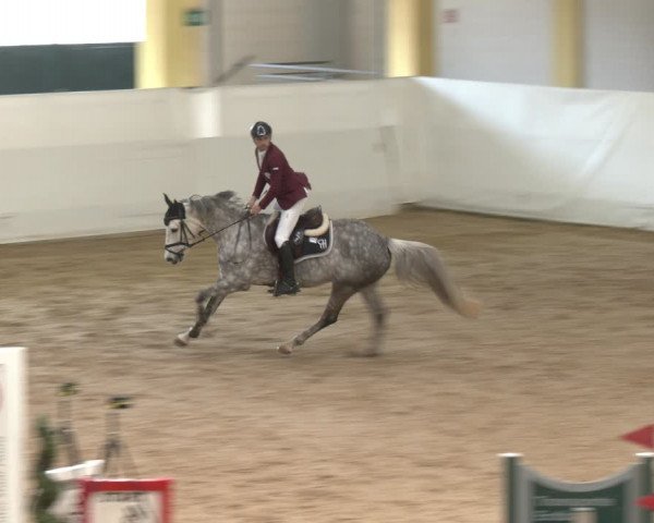 Reitturnier Stadl-Paura 2024