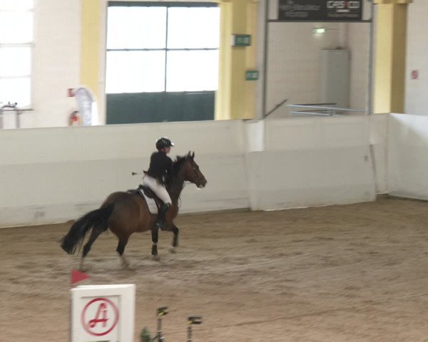 Reitturnier Stadl-Paura 2024