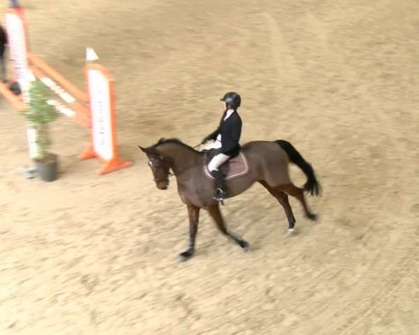 Reitturnier Schaffhausen 2024