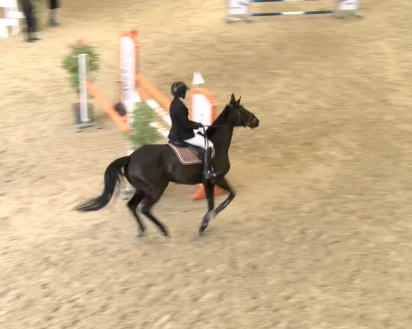 Reitturnier Schaffhausen 2024