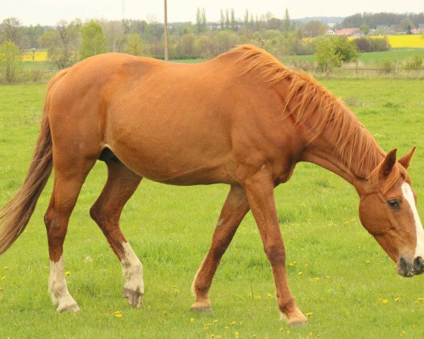 broodmare Linares (German Sport Horse, 2006, from Sanssouci)
