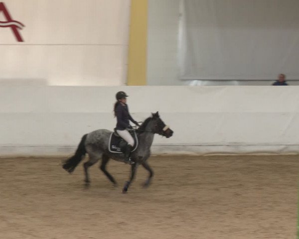 Reitturnier Stadl-Paura 2024
