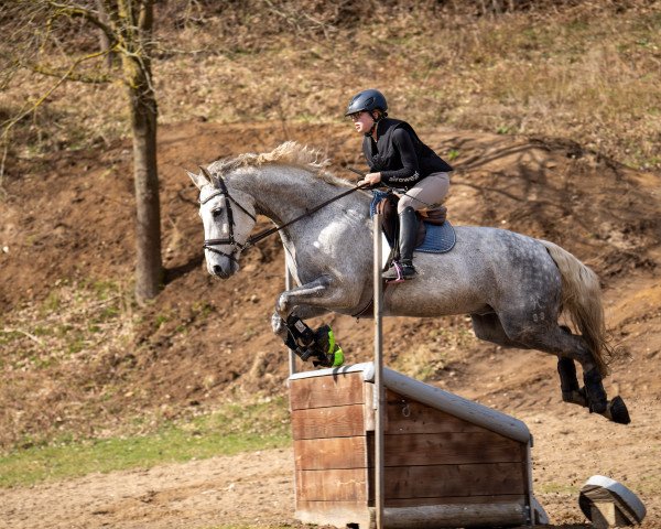 dressage horse Jacques Chirac (Hanoverian, 2010, from Weltmeyer) dressage horse Jacques Chirac (Hanoverian, 2010, from Weltmeyer)