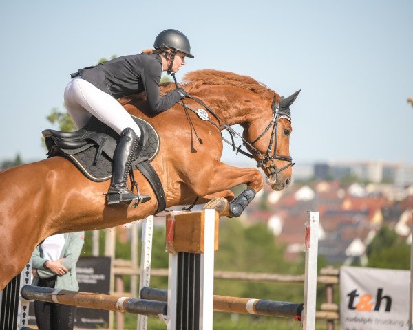 jumper Mai Commanderos (German Sport Horse, 2016, from Chacoon Blue)
