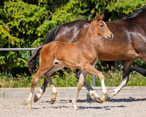 horse Feldstern (Trakehner, 2023, from Freiherr von Stein) horse Feldstern (Trakehner, 2023, from Freiherr von Stein)