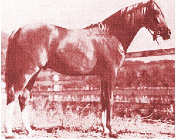 stallion Aulani ox (Arabian purebred, 1940, from Rifnas ox)