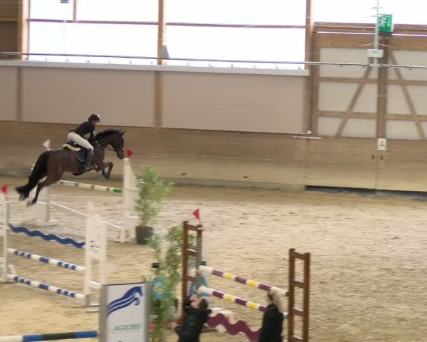 Reitturnier Schaffhausen 2024