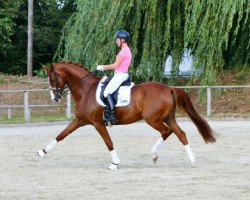 dressage horse Rubinio 54 (Westphalian, 2007, from Riccio)