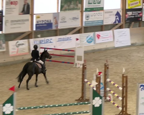 Reitturnier Schaffhausen 2024