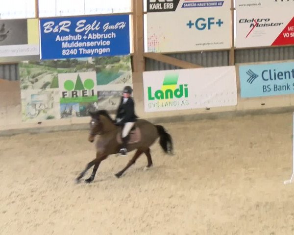 Reitturnier Schaffhausen 2024