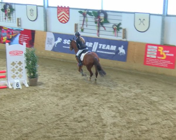 Reitturnier Borgholzhausen-Westbarthausen 2024