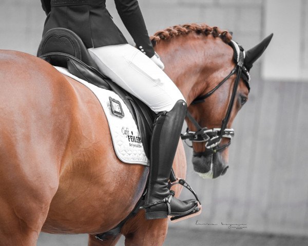 dressage horse Grainnes Delight (Irish Sport Horse, 2013, from Obos Quality)