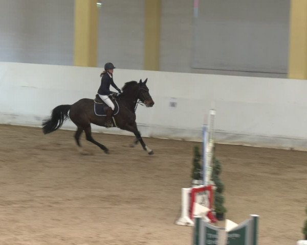 Reitturnier Stadl-Paura 2024