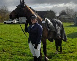 jumper La Boom 30 (Oldenburg show jumper, 2011, from Last Man Standing)