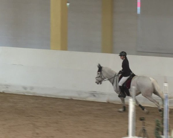 Reitturnier Stadl-Paura 2024