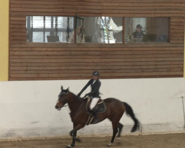 Reitturnier Stadl-Paura 2024