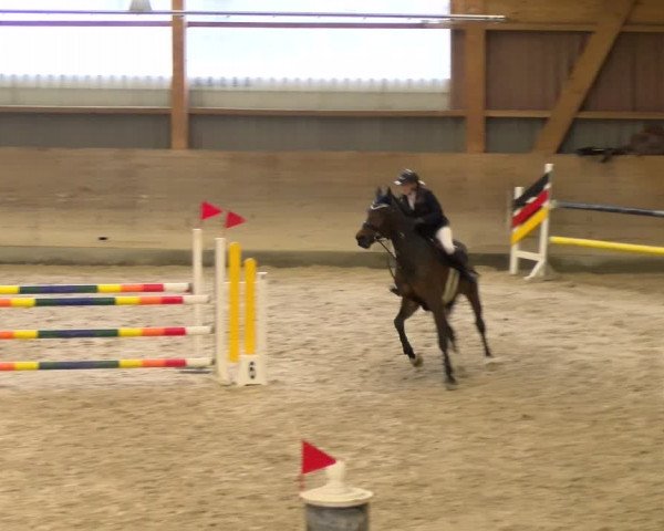 Reitturnier Schaffhausen 2024