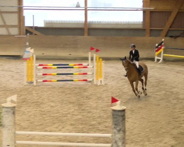 Reitturnier Schaffhausen 2024